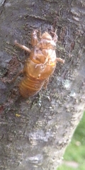 Cicadidae