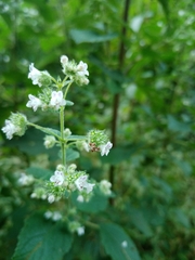 Lamiaceae