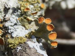 Teloschistes chrysophthalmus