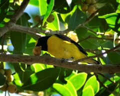 Euphonia affinis