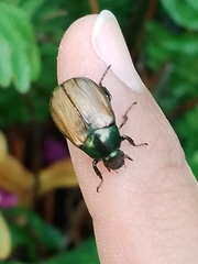 Paranomala cincta