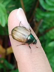 Paranomala cincta