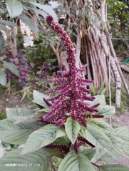 Amaranthus caudatus