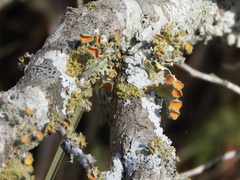 Teloschistes chrysophthalmus
