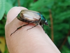 Paranomala cincta