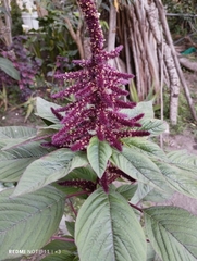 Amaranthus caudatus