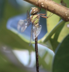 Triacanthagyna trifida