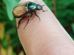 Paranomala cincta