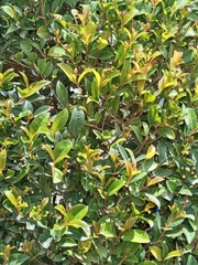 Eurya japonica