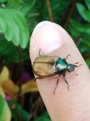 Paranomala cincta
