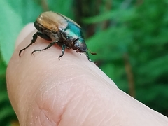 Paranomala cincta