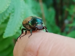 Paranomala cincta