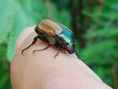 Paranomala cincta