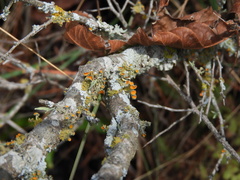 Teloschistes chrysophthalmus