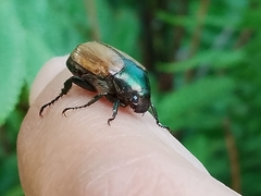 Paranomala cincta