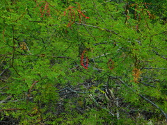 Vachellia constricta