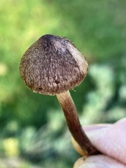 Inocybe lacera