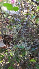 Tillandsia recurvata