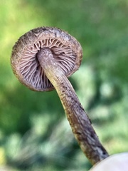 Inocybe lacera