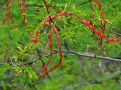Vachellia constricta