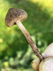 Inocybe lacera