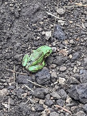 Gastrotheca pseustes