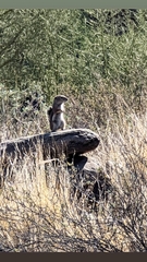 Ammospermophilus harrisii