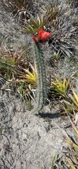 Borzicactus sepium