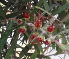 Callistemon