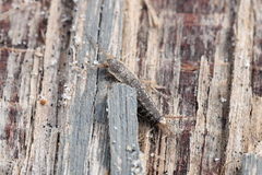 Allacrotelsa spinulata