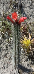 Borzicactus sepium