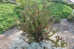 Magnoliopsida