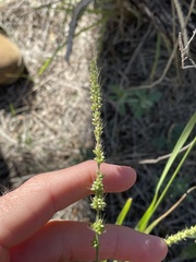 Setaria leucopila