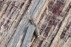 Allacrotelsa spinulata