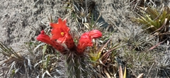 Borzicactus sepium