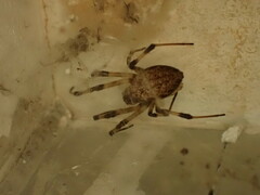 Nephilengys malabarensis