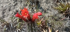 Borzicactus sepium