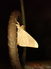 Oxyodes