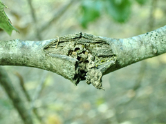 Dryocosmus asymmetricus