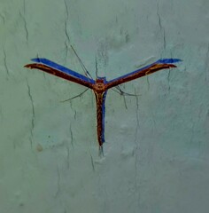 Hellinsia homodactylus