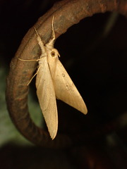 Oxyodes