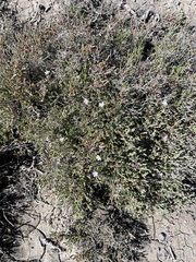 Frankenia pauciflora