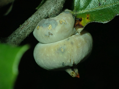 Heteroecus sanctaeclarae