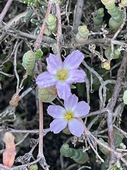 Frankenia pauciflora