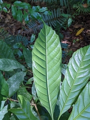 Lithocarpus kawakamii