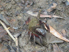 Neosarmatium fourmanoiri