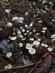 Mycena clavicularis