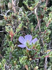 Frankenia pauciflora