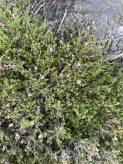 Frankenia pauciflora