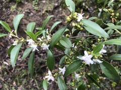 Myoporum petiolatum